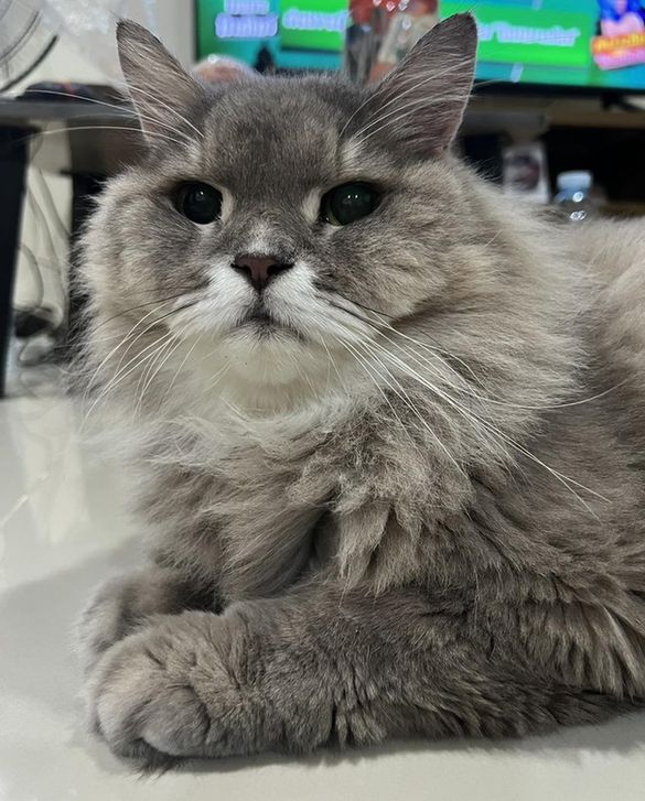 Bone, a fluffy grey cat
