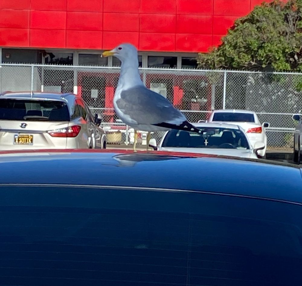 Seagull on top of a blue car in a parking lot eyeing me. 