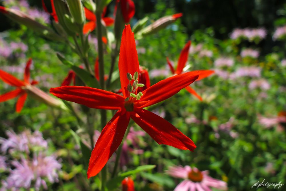 Silene regia in one of my native garden sections. In the background are wild bergamot and purple coneflower.