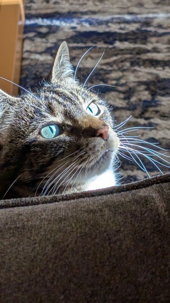 Close up of grey/black cat's face, green eyes reflecting the sun.