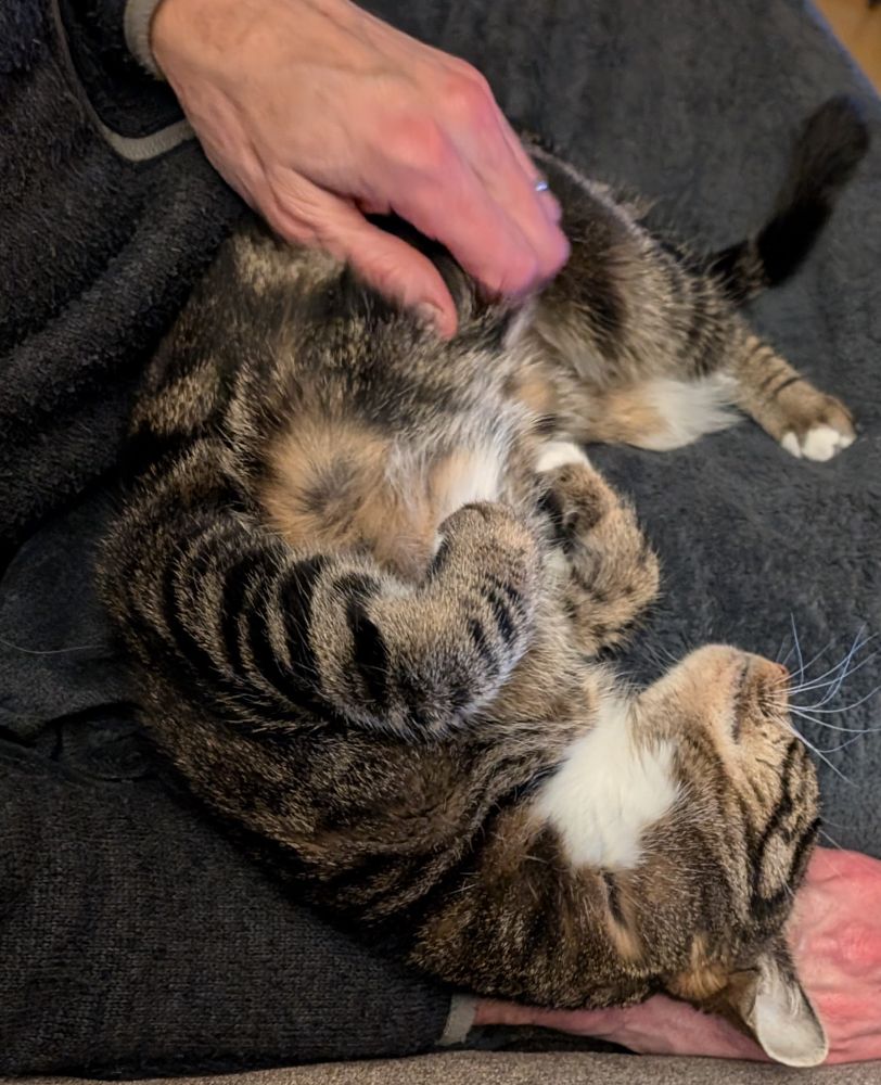Black, gray, and white cat getting a belly rub.  