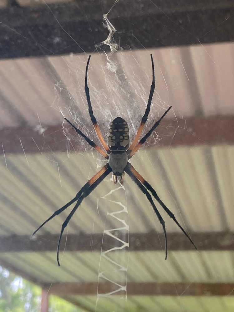 The black and yellow argiope spider, known for its distinctive zig-zag patterned web.
