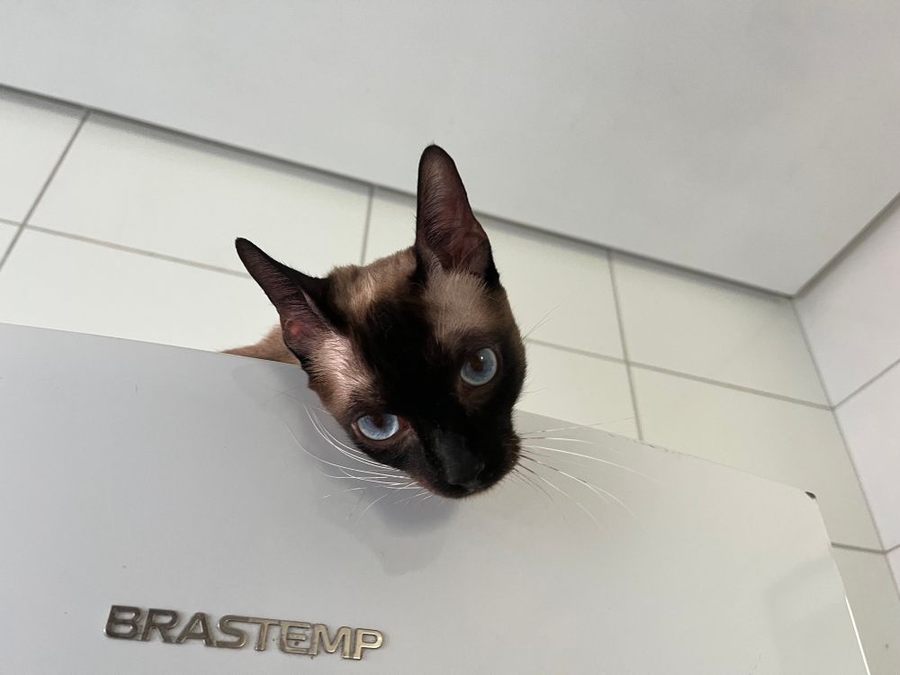 zuko on top of the fridge 