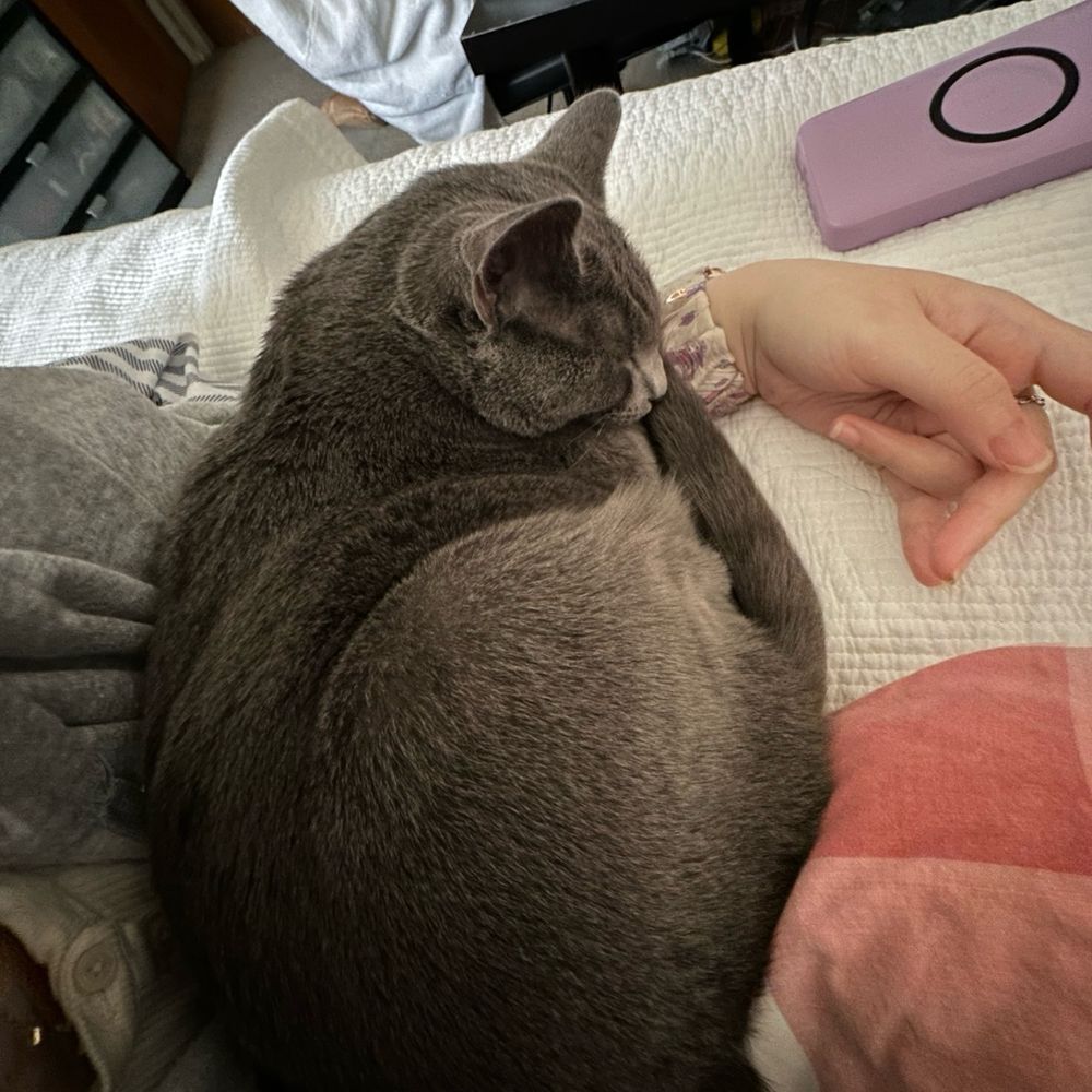 Soft grey cat lying on my arm. Sleeping!