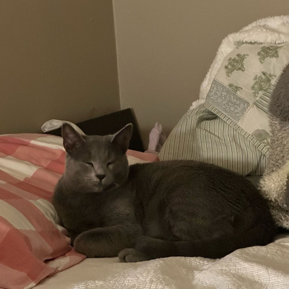 Soft grey cat lying in bed, sleepy face, trying to stay awake. She is waiting for me to sleep with her. 