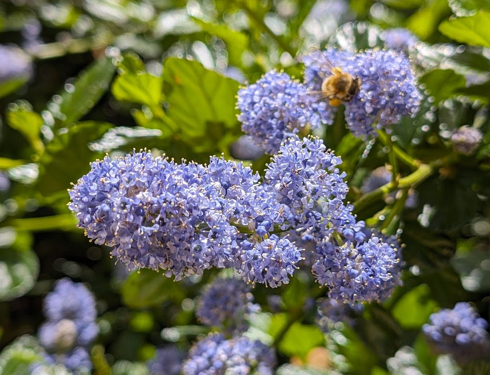 Ceanothus 'Carmel Creeper'