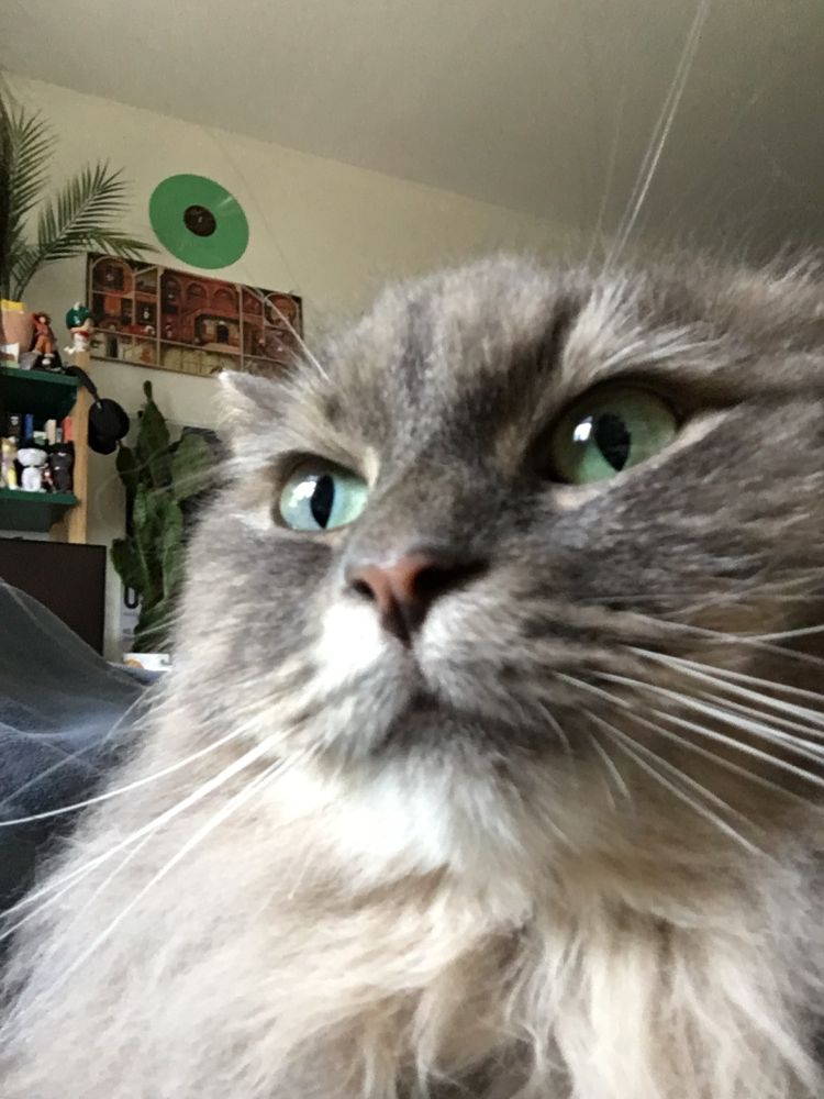 A close-up shot of a great fluffy cat.