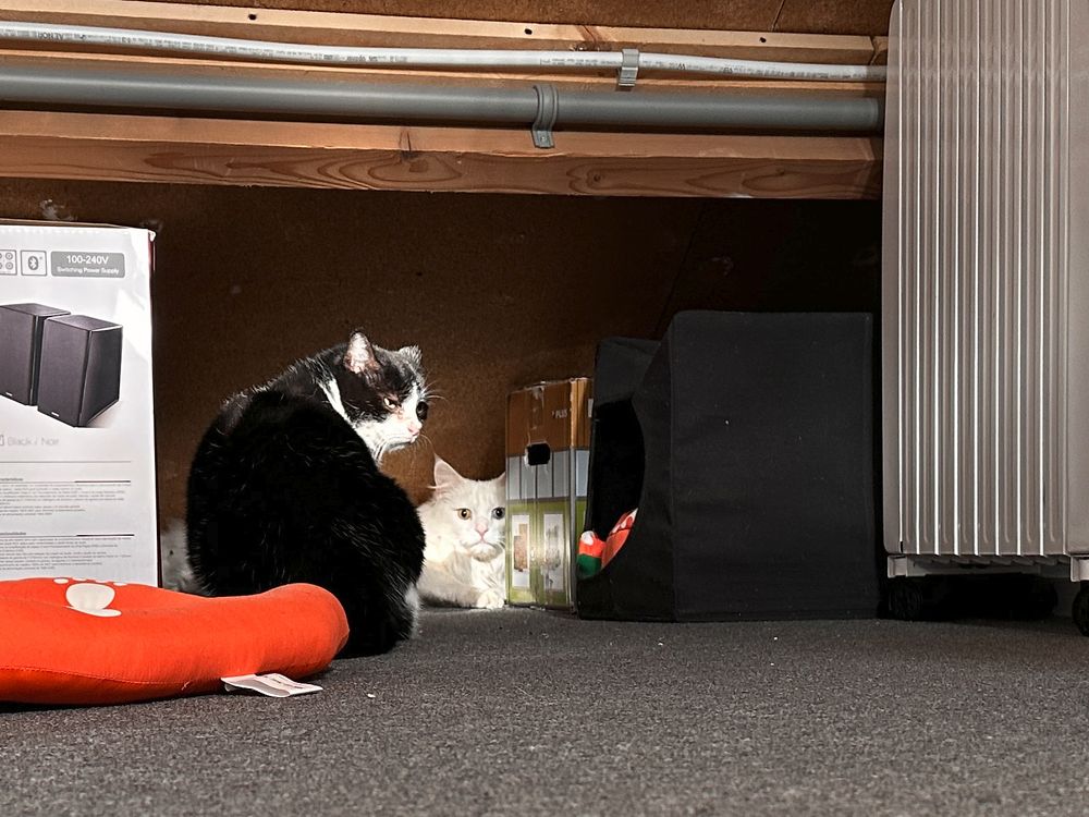 Tuxedo cat Marie, angrily looking back towards the camera, holding a beautiful white haired cat at bay. The white cat is lying down, but looks a bit frightened.