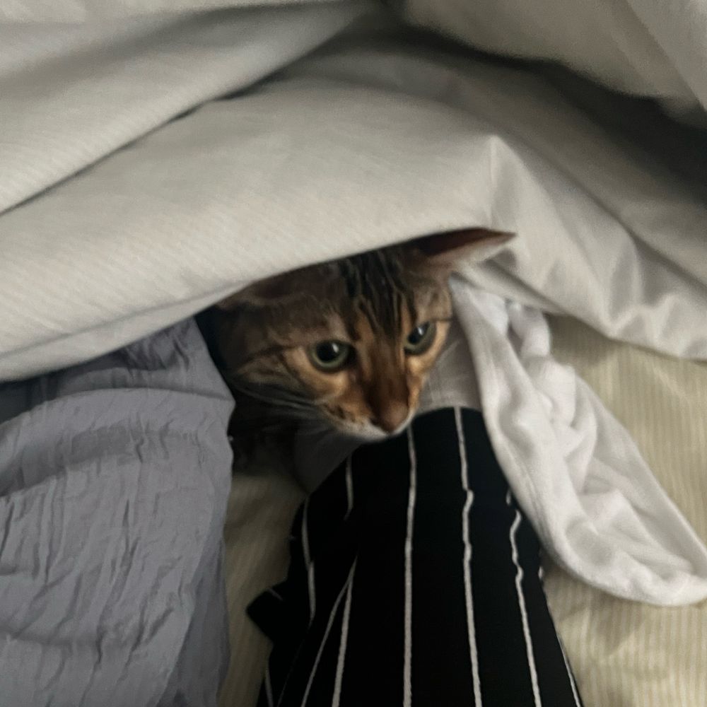 sheet covers lifted up to reveal a cat sleeping on top of legs 