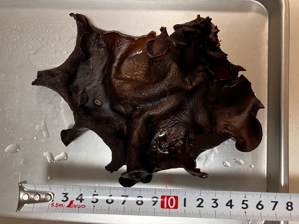 全長16センチあるきくらげ