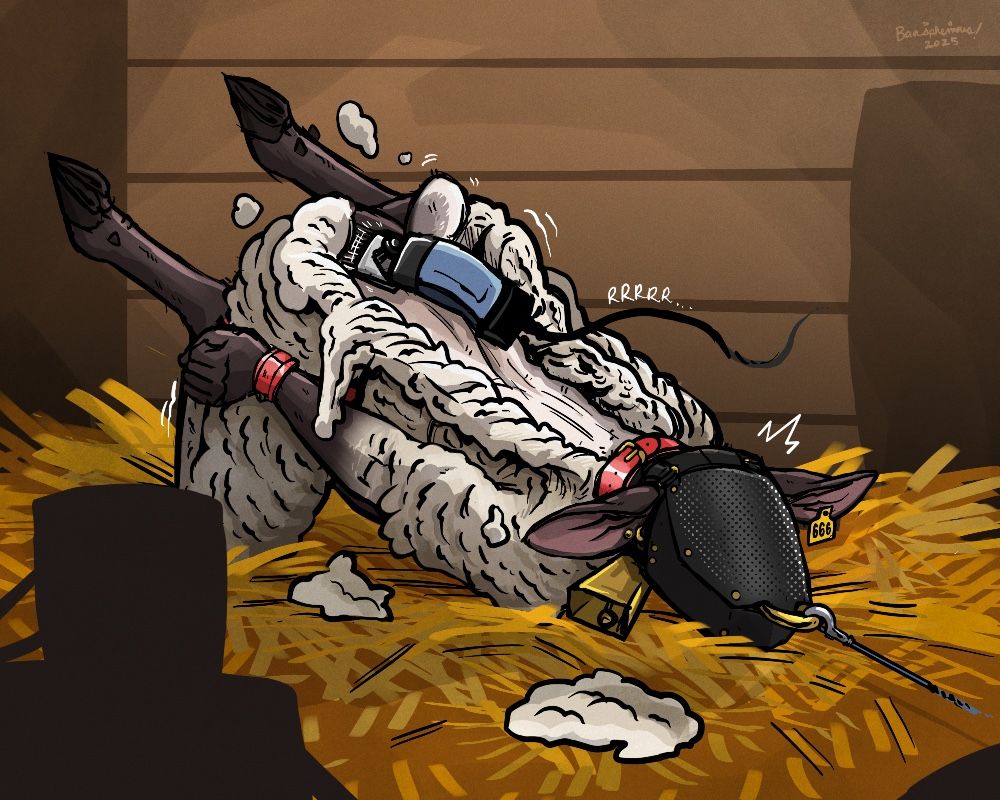 A drawing of an anthro sheep in a barn stall with its wrists cuffed to its thighs. It is stomach down in hay on its knees with a bell collar, an ear tag reading 666, and a leather hood that conceals its face. A small hook attaches to the septum ring on the sheeps mask, putting its head in position while a set of electric sheep shears carve a bald stripe down its back amidst the rest of its wool. The sheep seems surprised and struggles, though its tail is wagging.