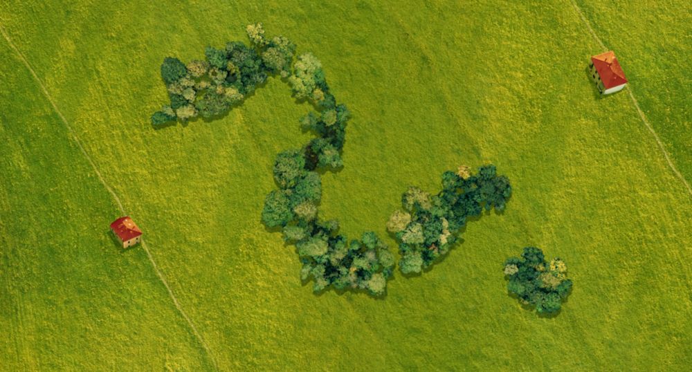 Mehr Wälder, mehr Klimaschutz?! Nicht so schnell