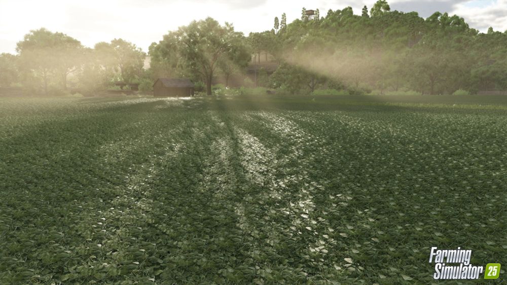 #FarmingSimulator25 has started a new short video series going over things you'll find in the game, starting with one of the new crops.