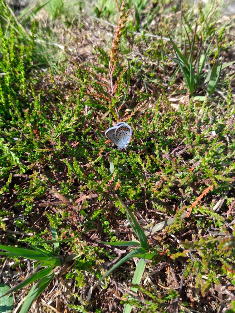 Tiny blue butterfly on ground cover