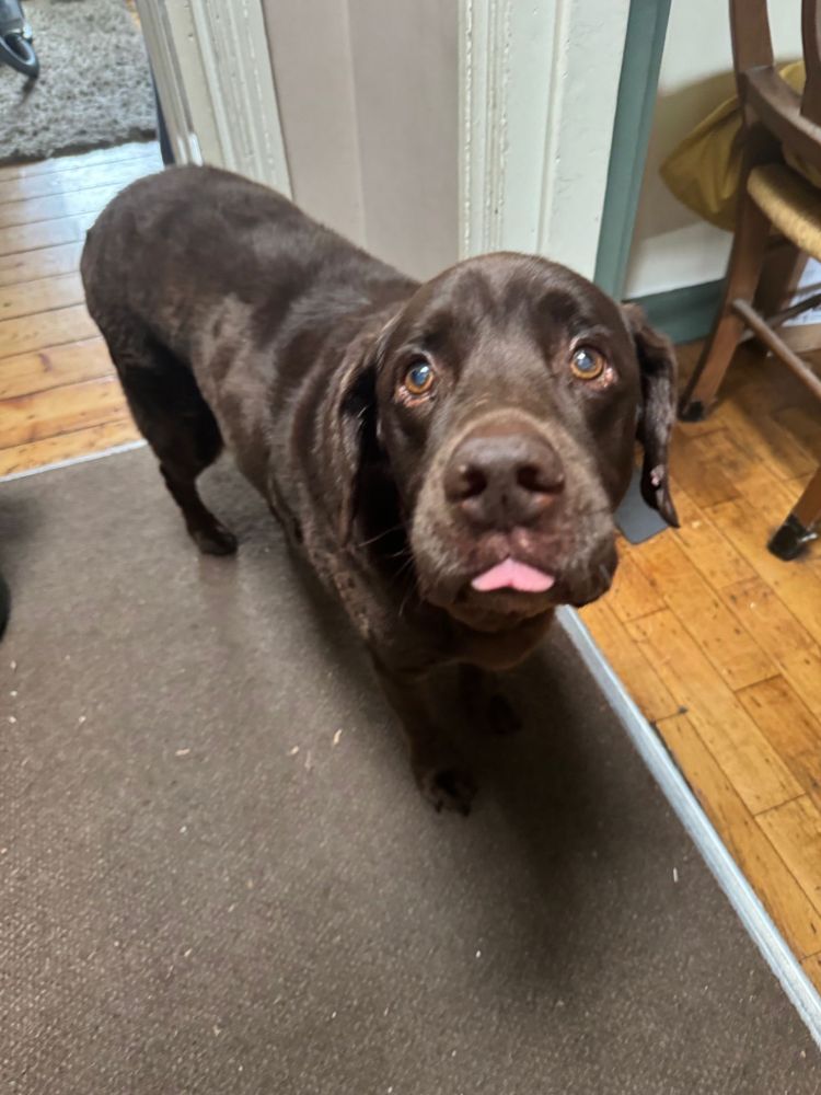 A brown springador with his tongue poking out. 