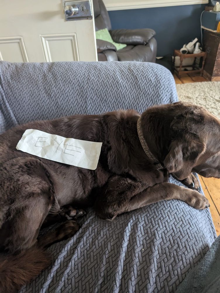 A brown springador with a sign on his back that says EYE. 