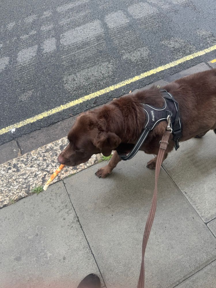 A brown springador walking along the road with a large treat in his mouth. 