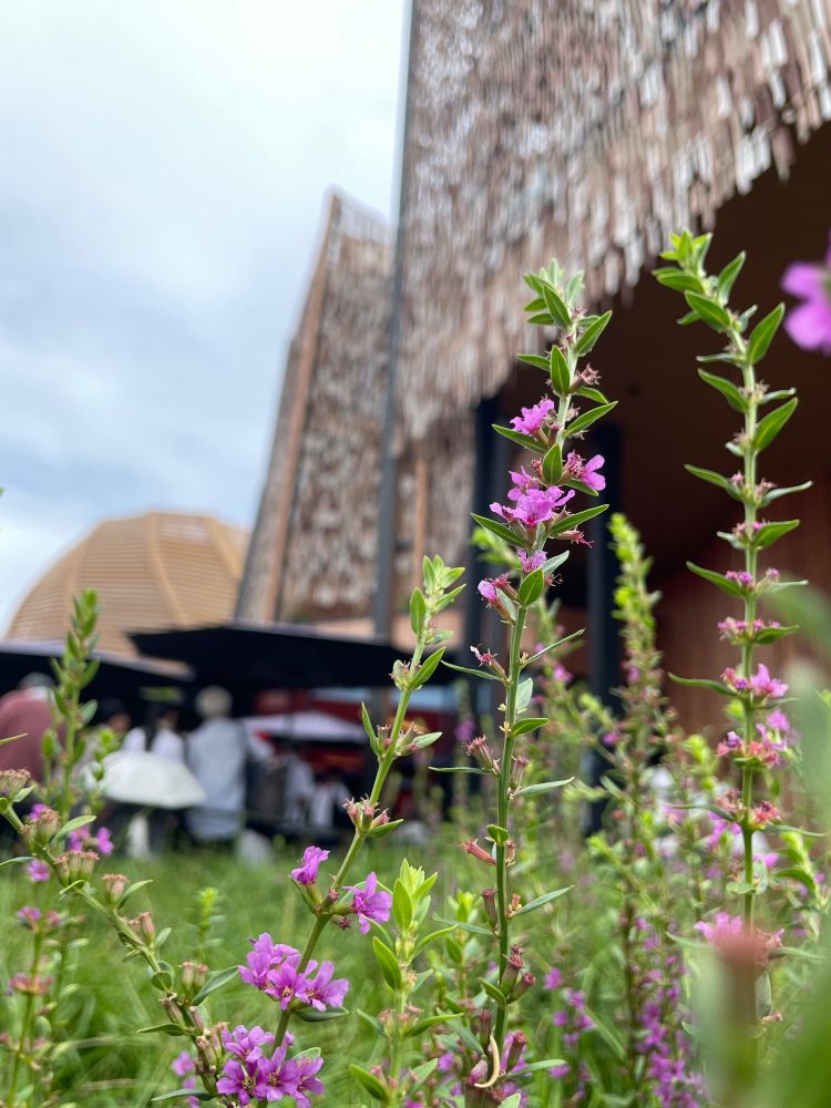 万博ハンガリー館の入場用通路で咲いている花の写真