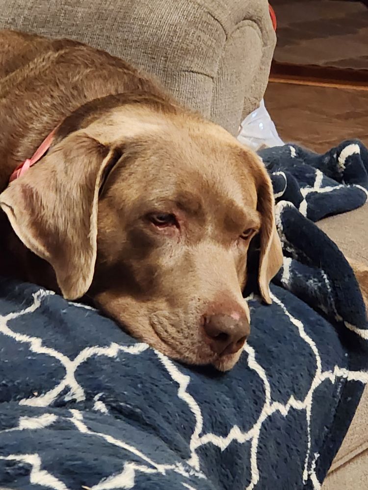 A dog staring into noting off camera