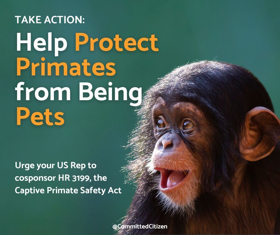 Image shows a baby chimpanzee. Text says: Take Action: Protect Primates from Being Pets: Urge your US Rep to cosponsor HR 3199, the Captive Primate Safety Act. 