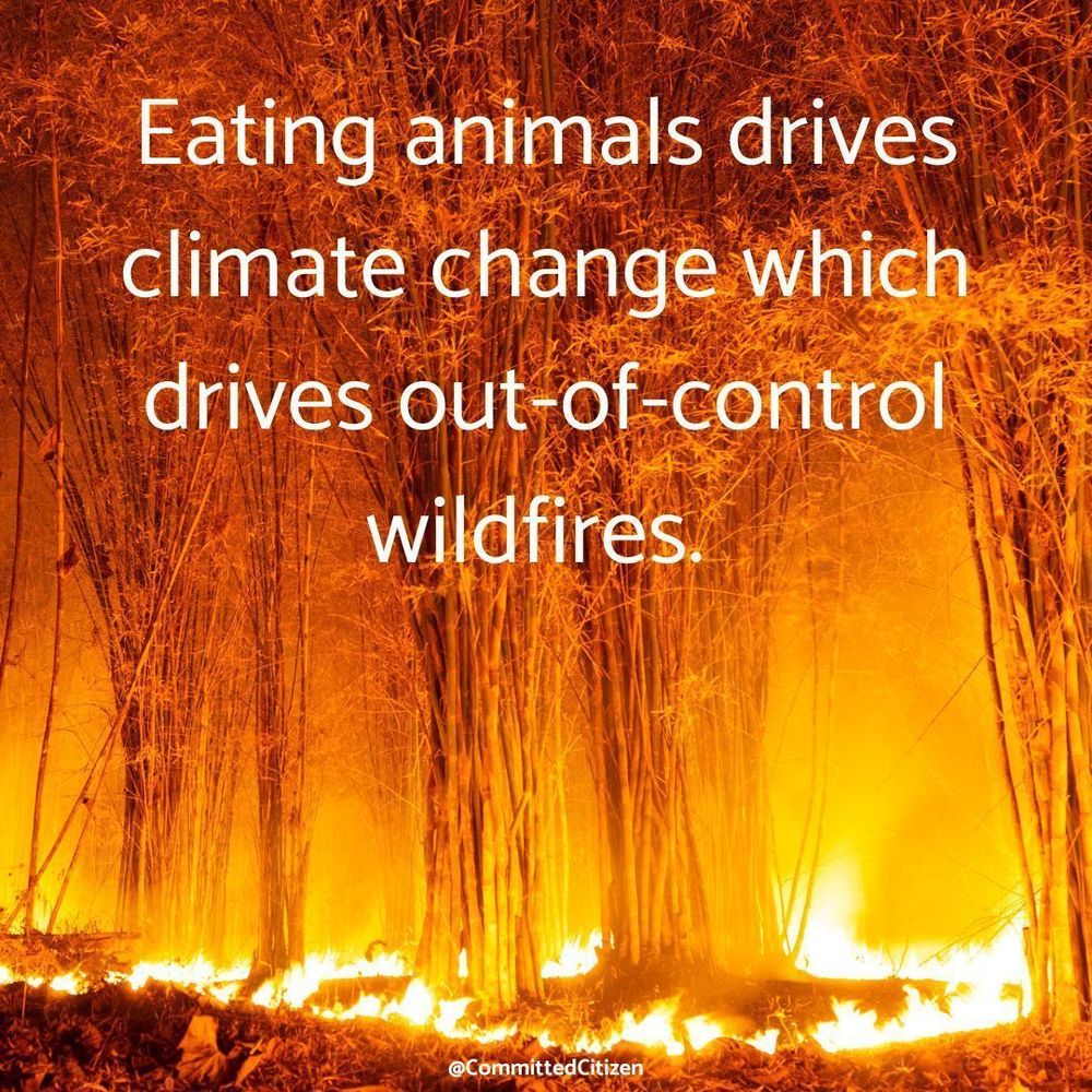 Image shows a wildfire burning a forest. Text says: Eating animals drives climate change which drives out of control wildfires. 