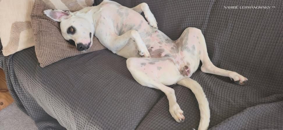 Eine weiße Hündin liegt entspannt auf einem dunkelgrauen Sofa und zeigt eine völlig entspannte Körperhaltung. Sie ruht mit dem Kopf auf einem beigen Kissen, während ihre Beine locker ausgestreckt sind. Das Tier hat charakteristische dunkle Flecken um die Augen und zeigt eine friedliche, ruhige Ausstrahlung. Das strukturierte graue Sofa steht auf einem Holzboden, und im Hintergrund sind weitere Möbelstücke zu erkennen. Die Szene vermittelt häusliche Gemütlichkeit und die perfekte Entspannung an einem warmen Tag.