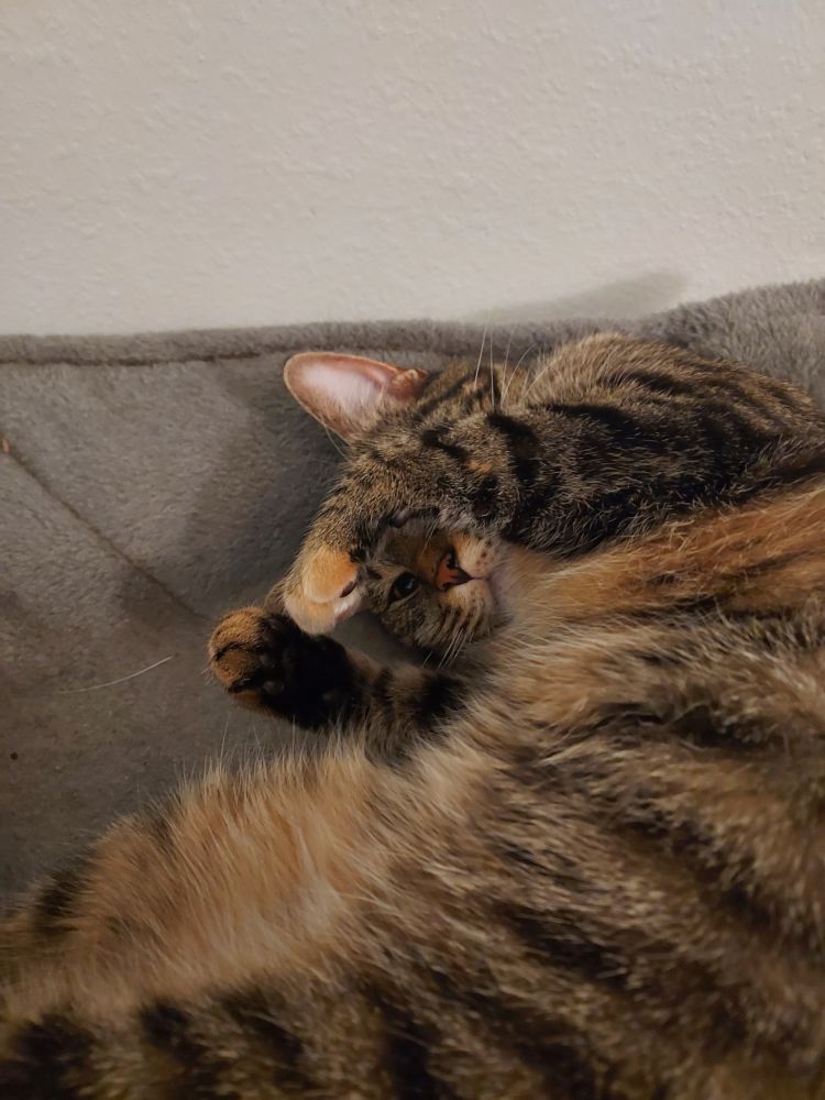 Tabby cat looking cute