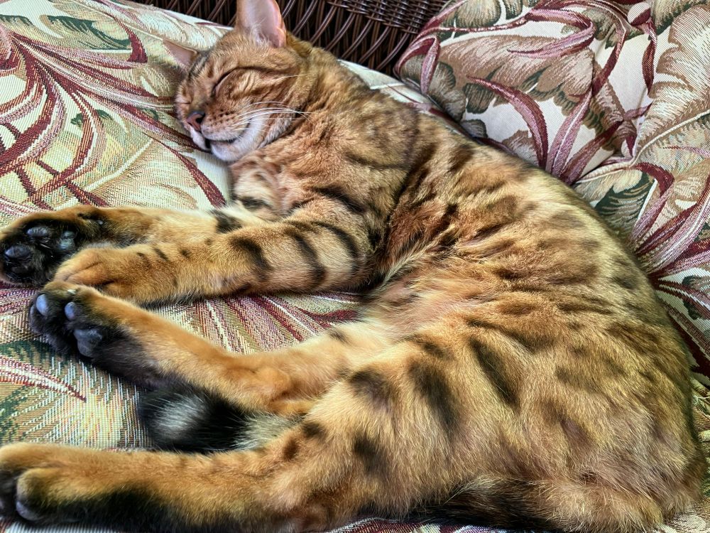 A brown spotted Bengal enjoys a nap
