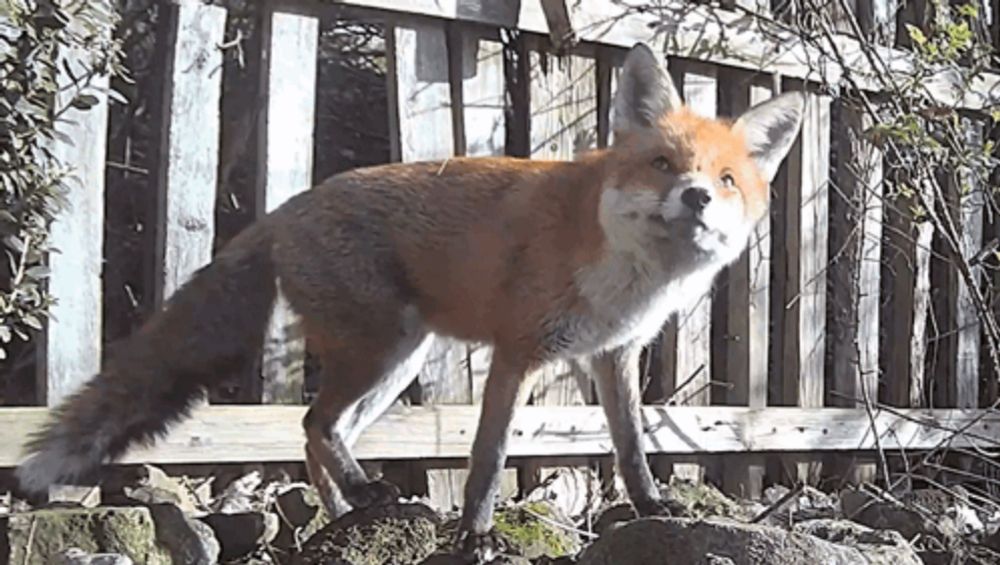 a red fox is standing on a rock in front of a wooden fence