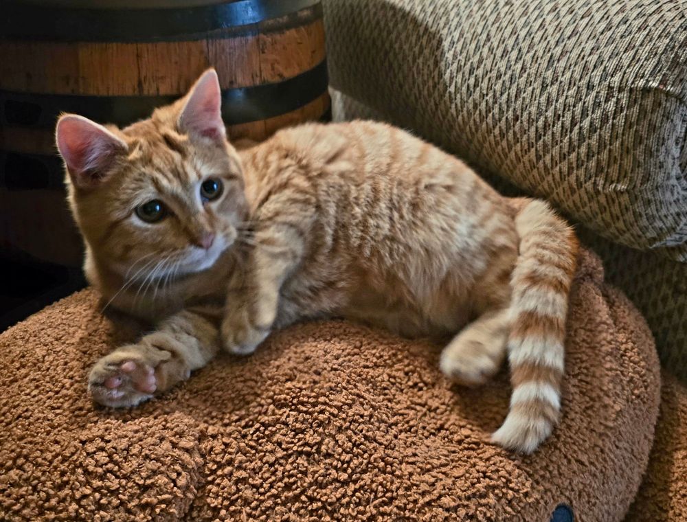 Lounging orange kitten with vacant look on his face