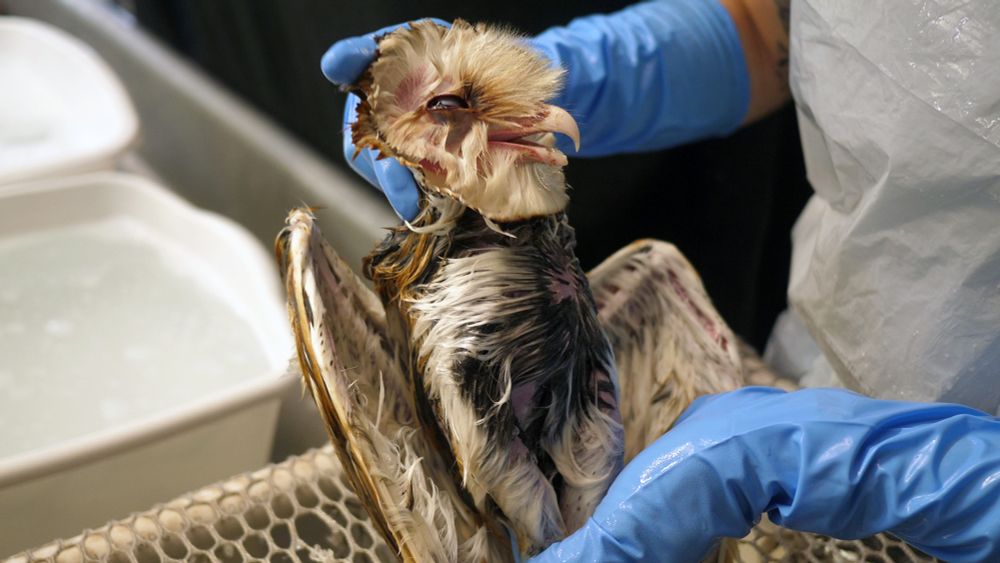After the oil wash, American Barn Owl is examined to ensure suds are all washed away.