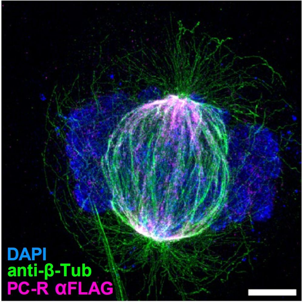 Fluorescence micrograph of a metaphase cell showing (spindle) microtubules in green, chromosomes in blue and some pink staining on the spindle poles.