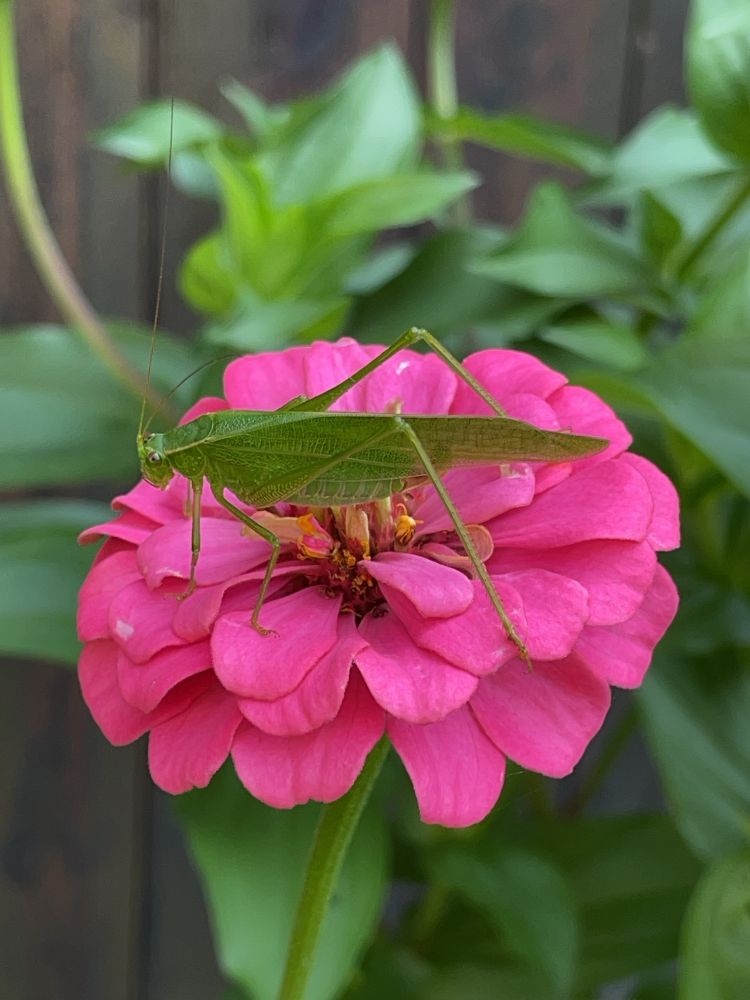 Katydid on pink zinnia 