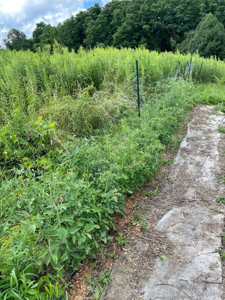 Cherry tomato hedge