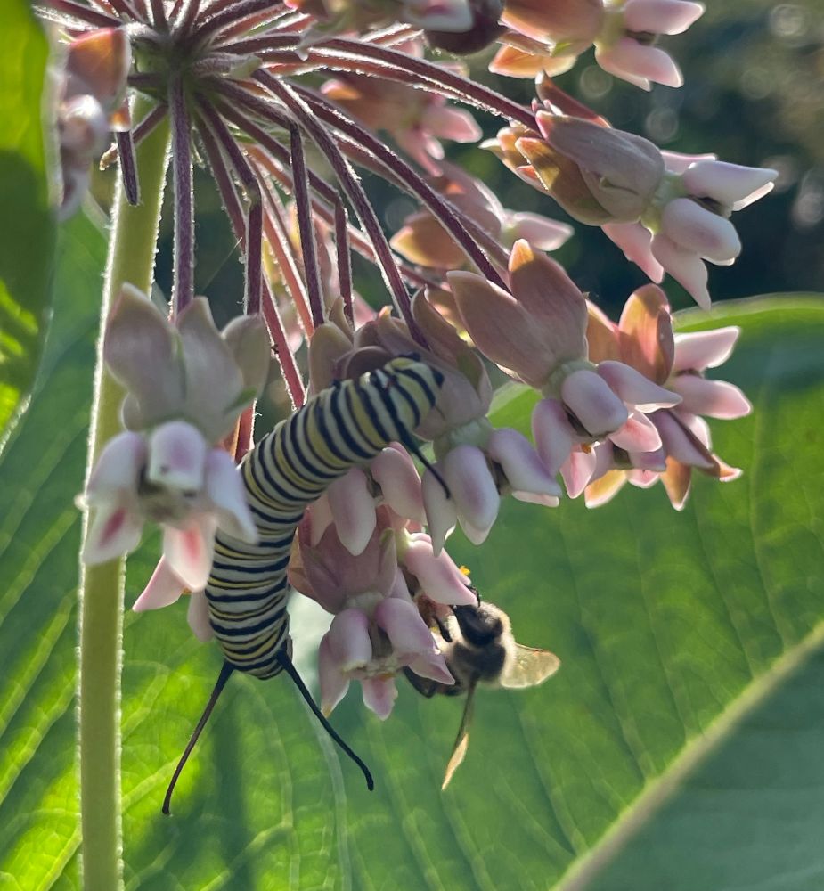 Monarch caterpillar on a milkweed flower 
