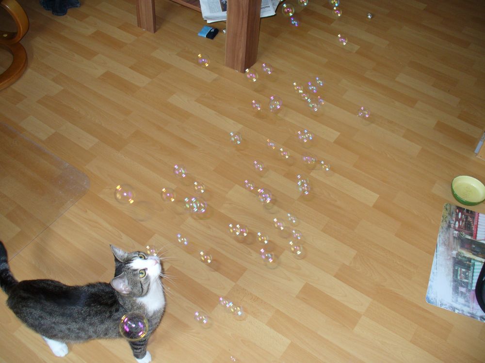 Laminatboden, darauf eine Europäische Kurzhaarkatze (dunkel und gefleckt mit weißen Pfötchen und weißem Latz), die auf Seifenblasen in der Luft schaut.