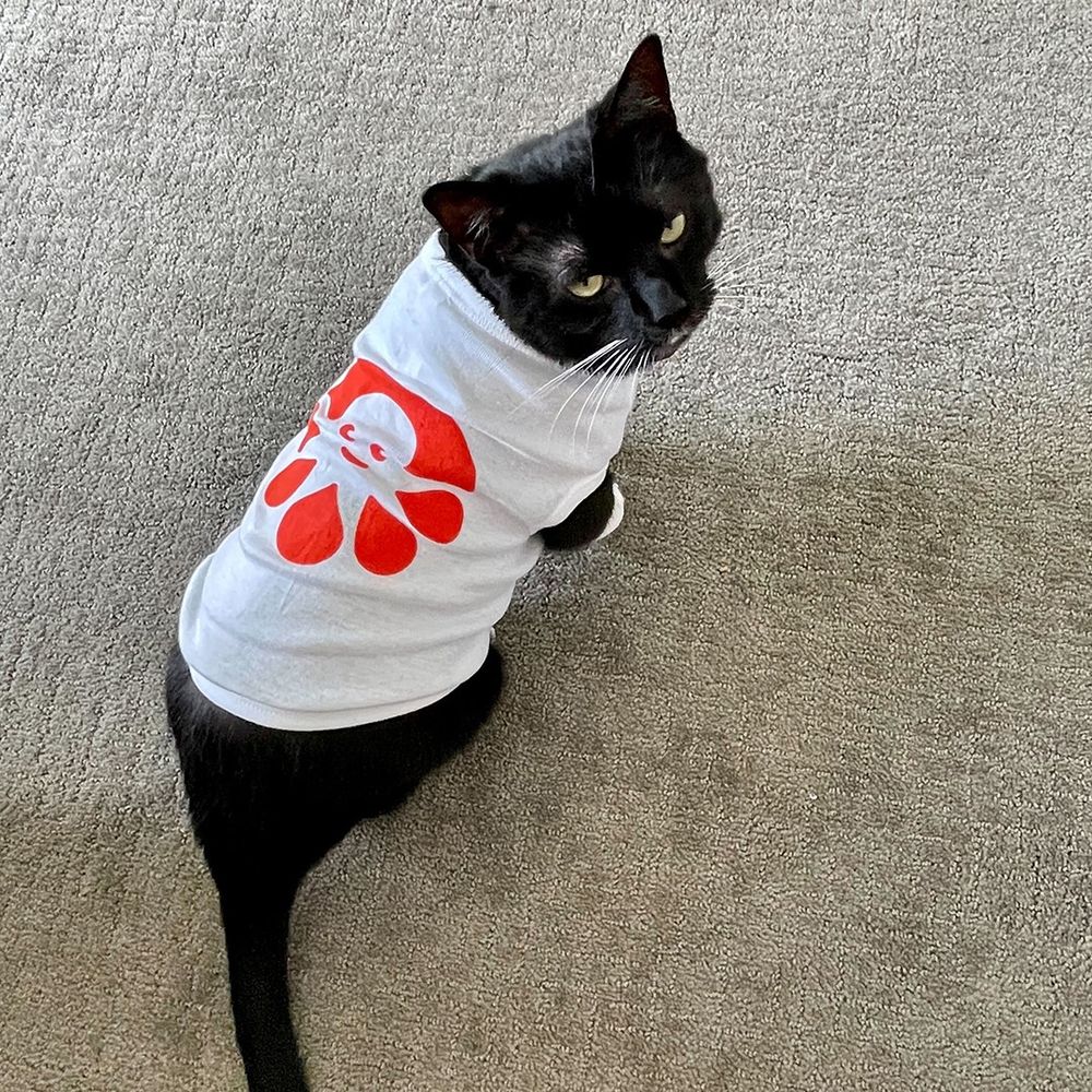 Big kitty wearing an Inky Custom Ink shirt