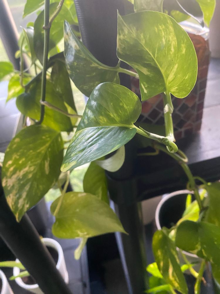 My first born, Georgia
She literally crossed state lines with me; my ride or die