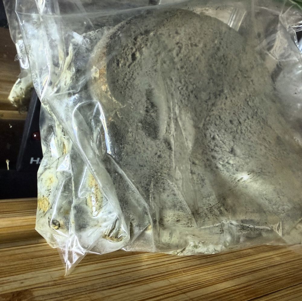 Plastic, zip-top baggie full of grey-green, moldy sandwich. 