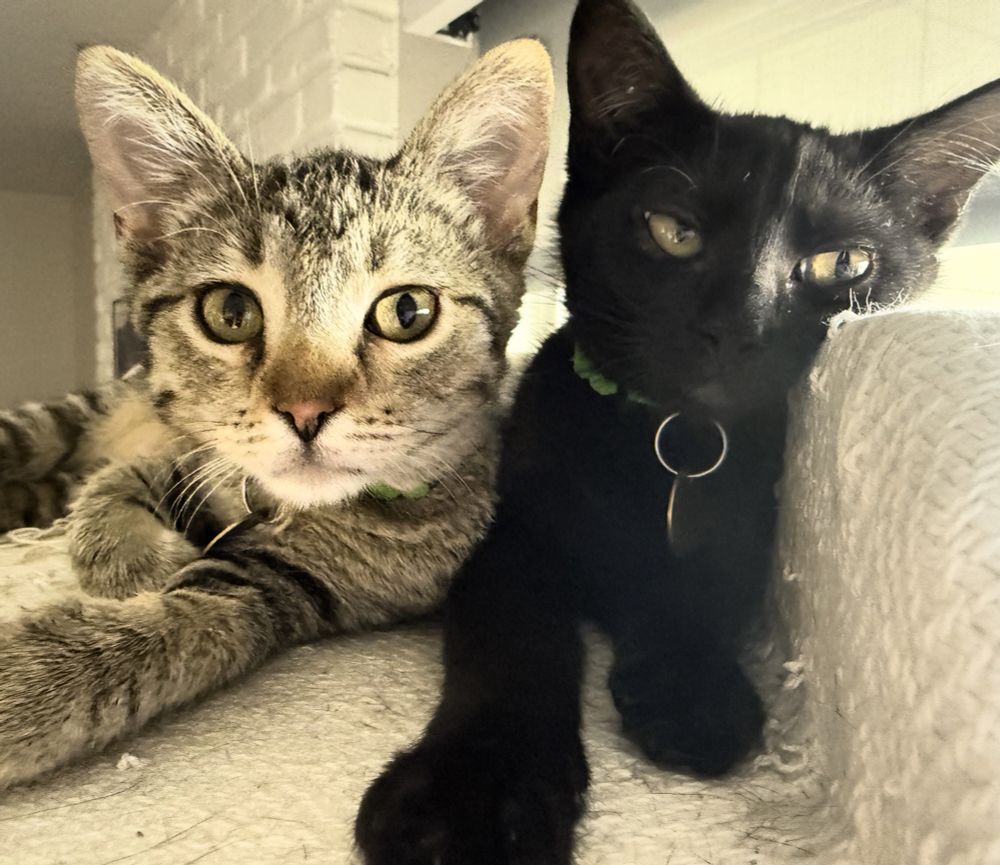 Tabby kitten and black kitten looking into camera and asking photographer to please clear off so they can go back to napping. 