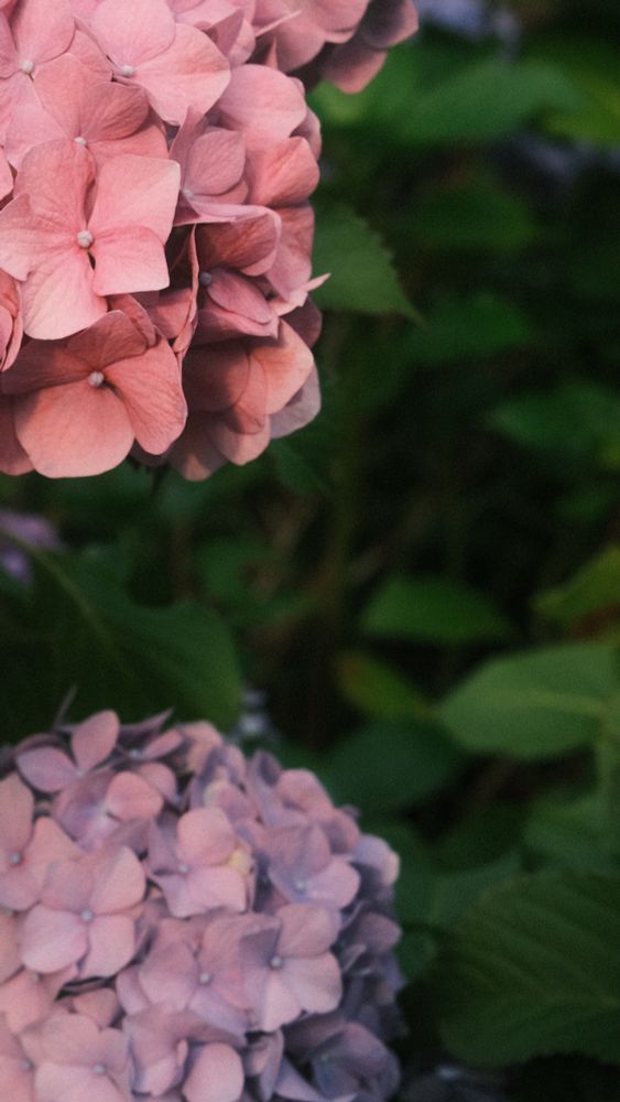 Pink and lilac hydrangea, panoramic swipe of the first image. 