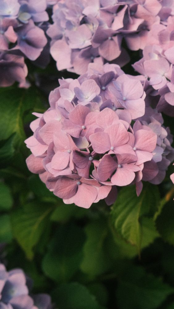 Pink and lilac hydrangea, panoramic swipe of the first image. 