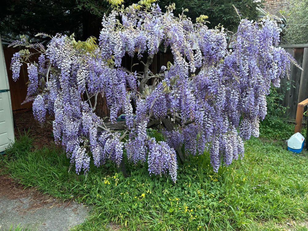 Wisteria plant with blossoms,
