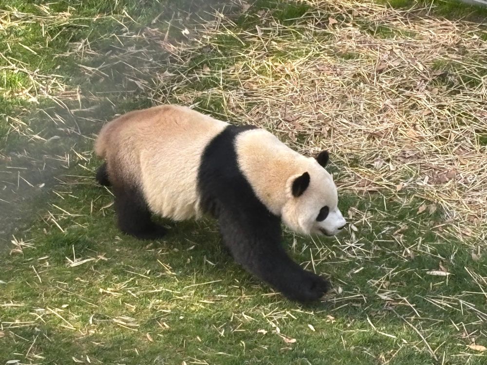 Panda walking 