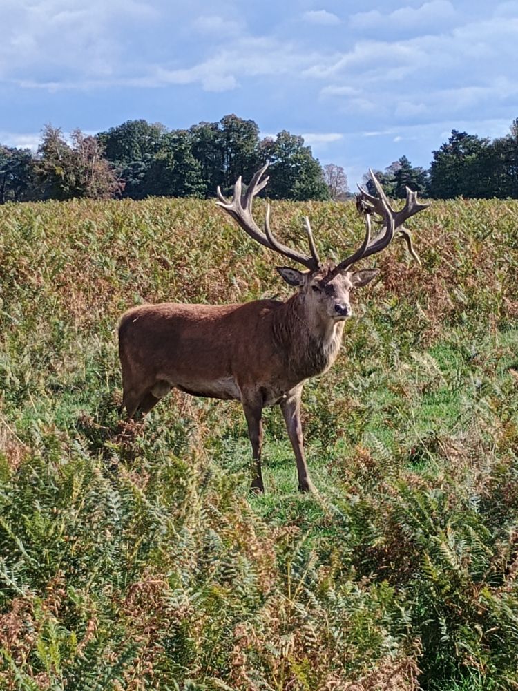 An adult deer with large antlers standing amid bracken