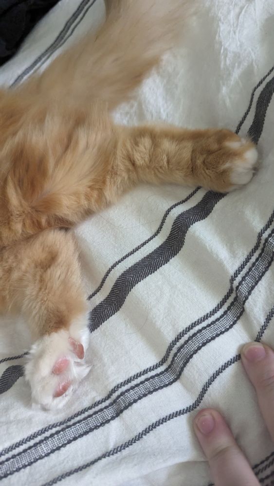 Moar beans
