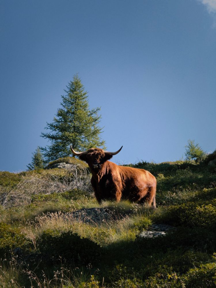 Highland cow in the Italian Alps