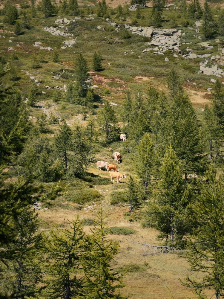 Cows pasturing between some larches in the early afternoon 