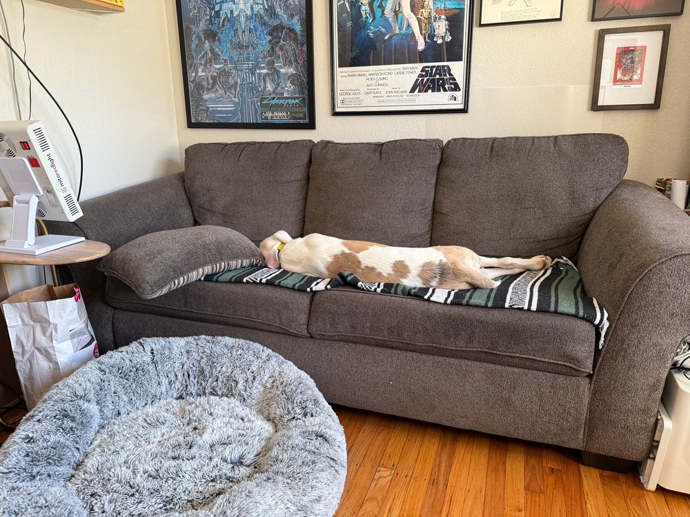 Dog sleeping on a couch ignoring the new fluffy donut bed that is on the floor