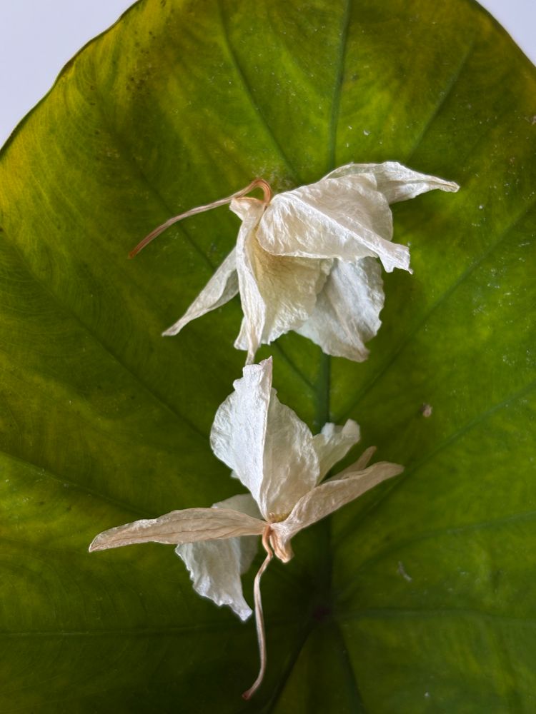 Two dried fallen white Dendrobium orchid flowers resting over a fallen fading green Colocasia esculenta leaf.